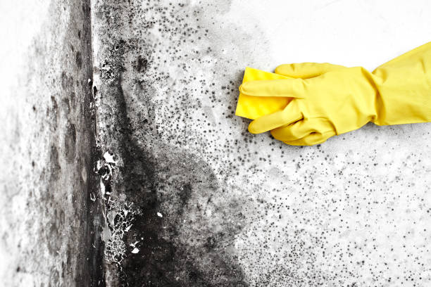Best Mold Odor Removal Services  in Kootenai, ID