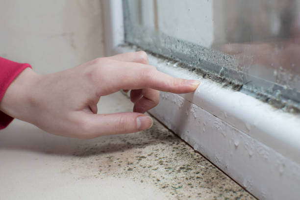 Best Crawl Space Mold Remediation  in Kootenai, ID