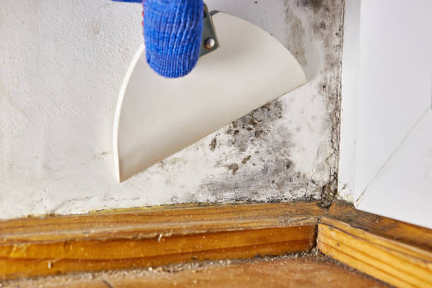 Forensic Mold Investigation in Kootenai, ID