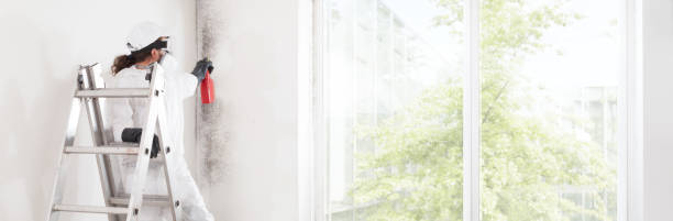 Best Attic Mold Removal  in Kootenai, ID